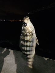 Conodon nobilis