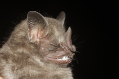 Aztec Fruit Eating Bat