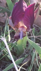 Iris