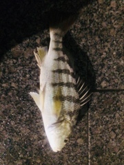 Conodon nobilis