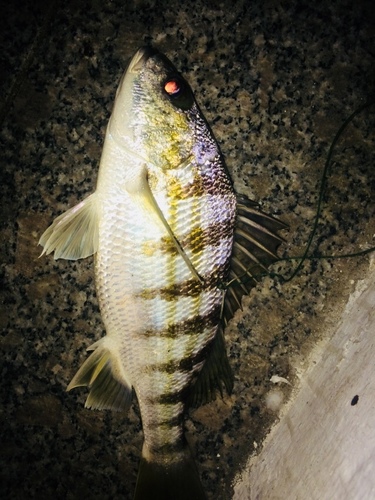 Conodon nobilis