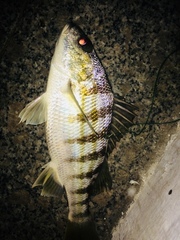 Conodon nobilis