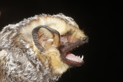 Lasiurus cinereus cinereus