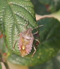 Dolycoris baccarum