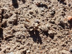 Graea horrida