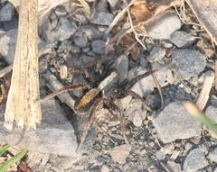 Alopecosa pulverulenta