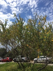 Acacia cultriformis