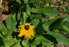 Rudbeckia amplexicaulis