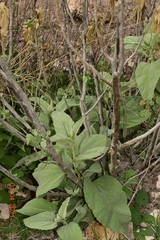 Malva oblongifolia