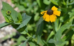 Rudbeckia amplexicaulis