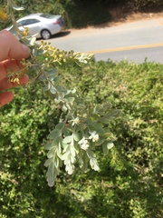 Acacia cultriformis
