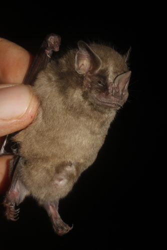 Aztec Fruit-eating Bat