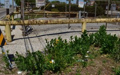 Rudbeckia amplexicaulis