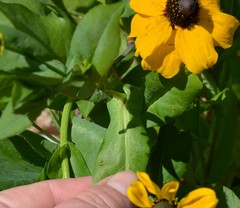 Rudbeckia amplexicaulis