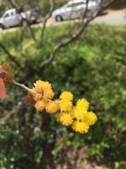 Acacia cultriformis