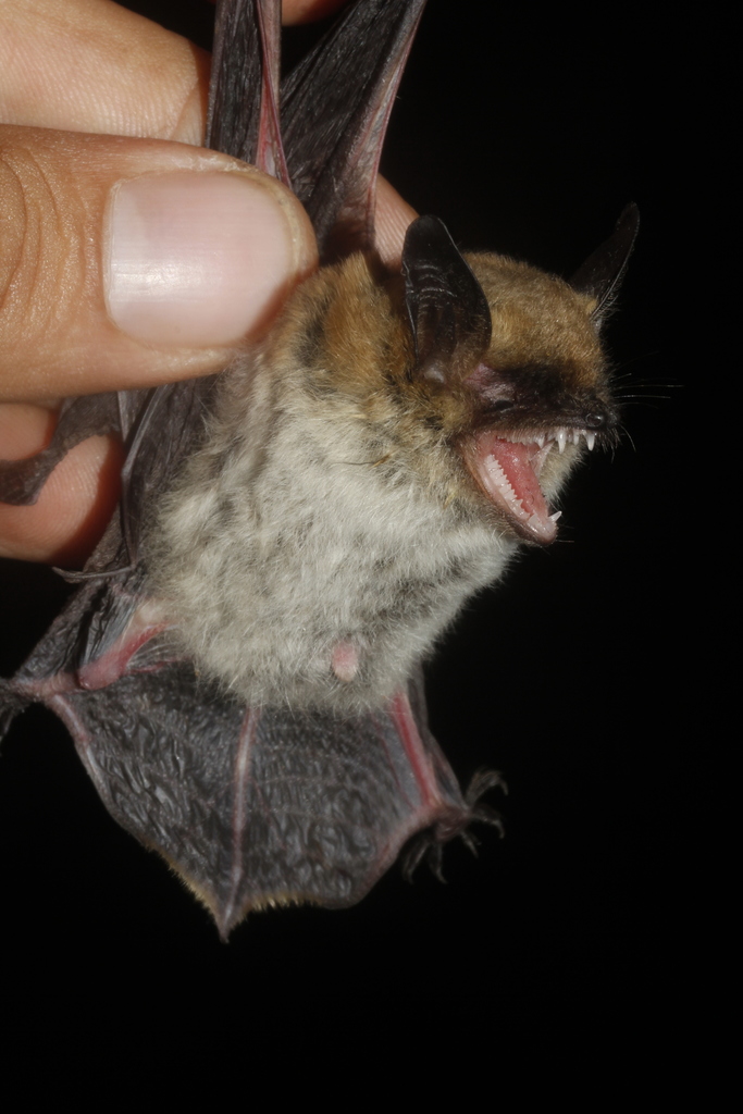 Fringed Myotis