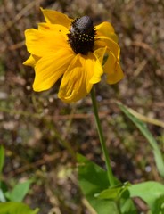 Rudbeckia amplexicaulis