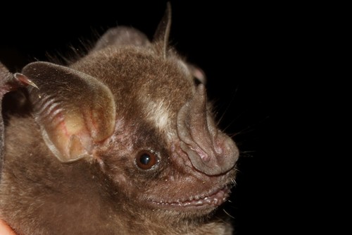 Aztec Fruit-eating Bat