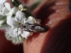 Ethmia brevistriga