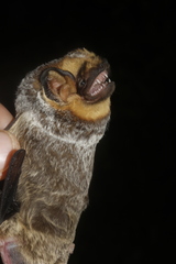 Lasiurus cinereus cinereus