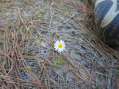 Astranthium ciliatum