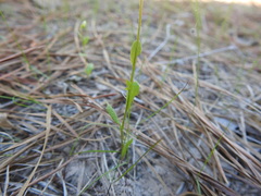 Astranthium ciliatum