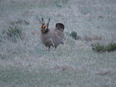 Tympanuchus pallidicinctus