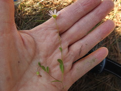 Astranthium ciliatum