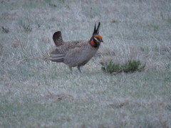 Tympanuchus pallidicinctus