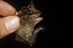 Myotis auriculus auriculus