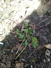Chelidonium majus