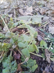 Chelidonium majus