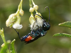 Chlorion hemiprasinum