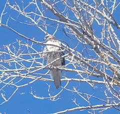 Buteo jamaicensis