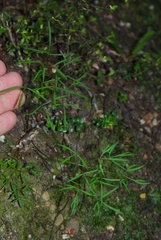 Anisotome filifolia