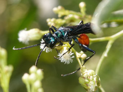Chlorion hemiprasinum