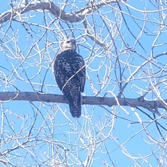 Buteo jamaicensis