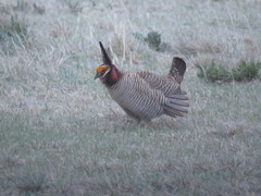 Tympanuchus pallidicinctus