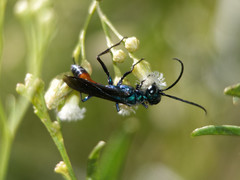 Chlorion hemiprasinum