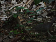 Crypturellus undulatus