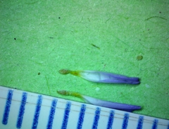 Astranthium ciliatum