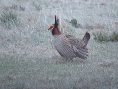 Tympanuchus pallidicinctus