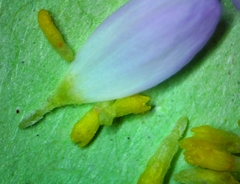 Astranthium ciliatum