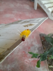 Lophocampa annulosa
