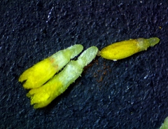 Astranthium ciliatum