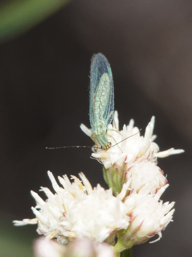 Parachrysopiella argentina