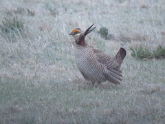 Tympanuchus pallidicinctus