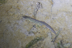 Lissotriton lantzi