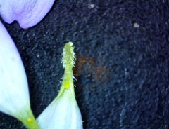 Astranthium ciliatum