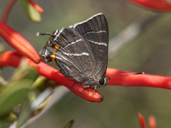 Atlides thargelia